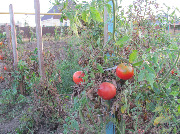 Плоды человеческого труда.